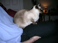 photo' of chocolate siamese cat sitting on my husband's knee