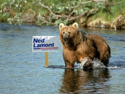 © 2006 Connecticut For Lieberman! Do not use without permission ESPECIALLY if you are a liberal blogger, but it's okay to send copies to Stephen Colbert so he knows that Lamont is beloved by bears everywhere.