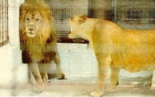 Lion and Wife One Week After Marriage 
