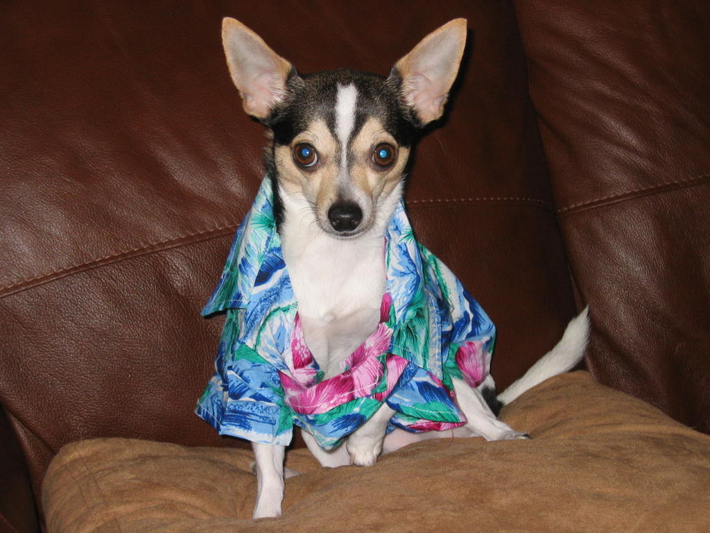 Hawaii Dog And Cat Import Form Hawaii Dog And Cat Import Form