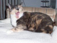 it kinda looks like she's screaming.  but it's a yawn, of course.