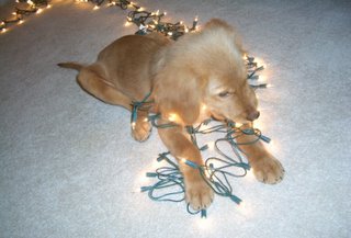Chewing lights because they're there