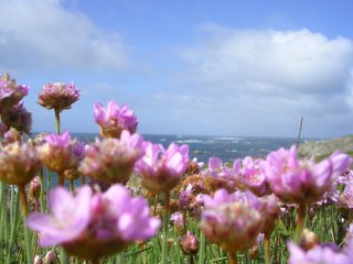 Island of Ouessant, flowers, and lighthouse
