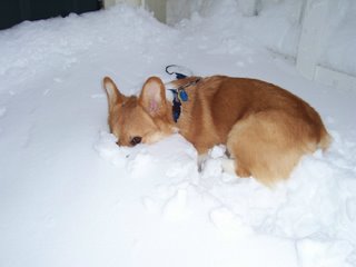 pembroke welsh corgi burying himself in snow