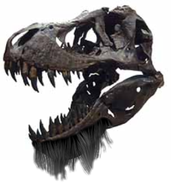 Fósil de T-Rex