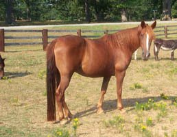 The bigger horses of Faith Farm Dixie