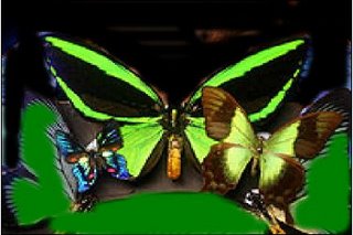picture of butterflies