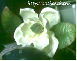 picture of a magnolia