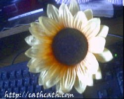 picture of a sunflower