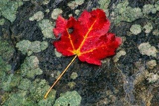 picture of a maple leaf
