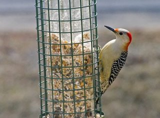 Red bellied woodpecker (female)