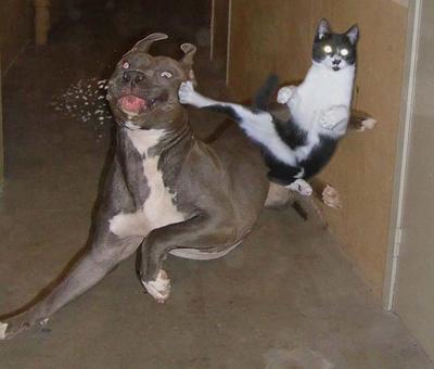 Kung-Fu em acção, cachorro=KO
