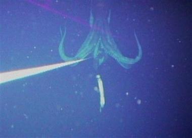 A giant squid. Really.
