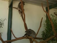 koala lagi bobo