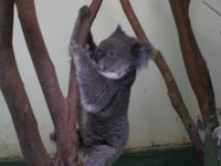 koala lagi