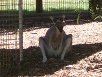 kangaroo lagi nongkrong