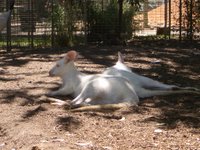 kangaroo putih