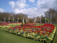 tulip garden @ buckingham