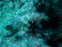 Long-Spinned Sea Urchin (Diadema Savignyi)