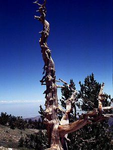 twisted dry pine tree image