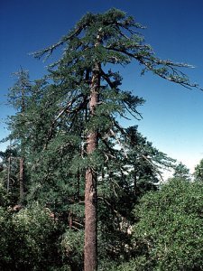 tall straight pine tree image