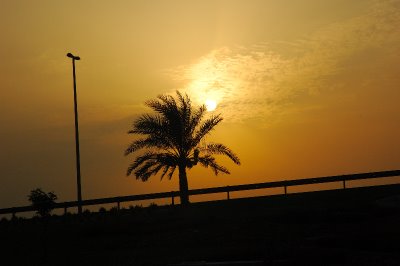 A palm tree on Sheikh Zayed Road