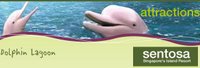 Sentosa Island Pink Dolphins