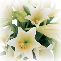 Bereavement  White Lillies