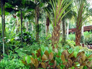 SBG Palm Forest
