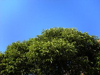 Blue Sky  Roadside Tree along Tampines