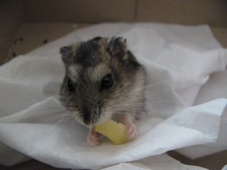 Puffy enjoying her cheese treats
