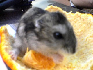 Puffy enjoying her oranges