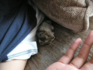 Sunday Sloth, Puffy fast asleep on the sofa