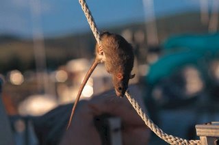 Rats  Humane Killing Method?