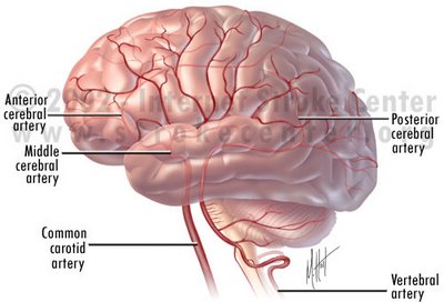 Brain Anatomy of Arteries