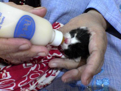 Comel Kitty Milk time fed by Mom