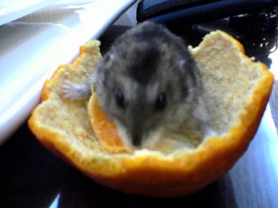 Puffy in Orange Peel