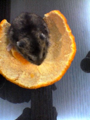 Indoors | Puffy In Orange Peel