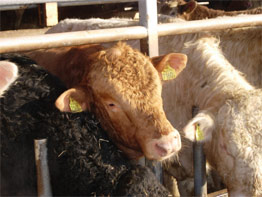 Svart Aberdeen Angus, brun Hereford och beige Charolais