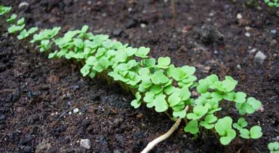 Ruccola, Sveavägens odling