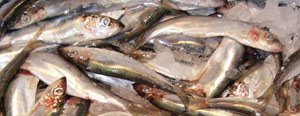 Strömming i trängsel