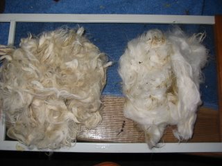 Dirty on left, Shampooed on Right