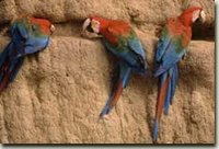 We say over 100 Scarlet Macaws at the clay-lick