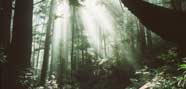 rain forest