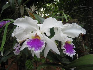 orchid