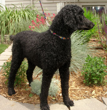 rottweiler poodle