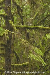 Vancouver Island Rainforest