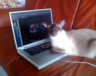 Cat on laptop reading a blog
