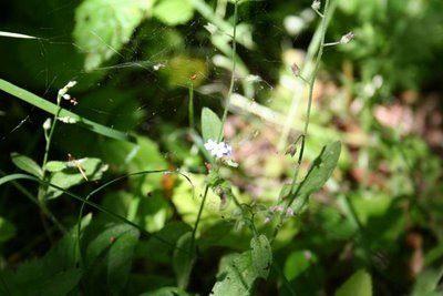Forget-me-not and spider's web