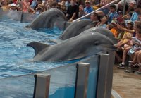 Four Dolphins